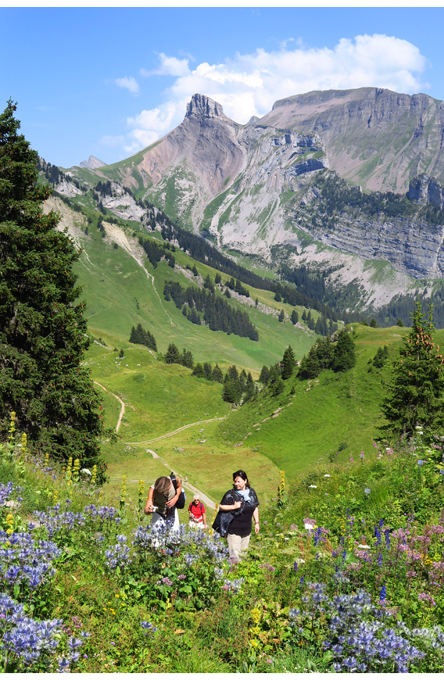 SchynigePlatte_IMG_6798